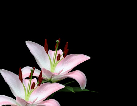 A Beautiful pink Lily isolated on black using a shallow depth of field and selective focus with room for your text の写真素材