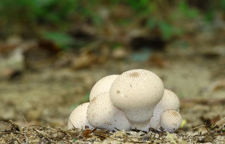 A cluster or grouping of white prickely puffball type mushroom fungus growing in the sand using a shallow depth of focus with room for yor text.の写真素材