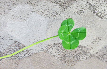 A fresh picked four leaf clover on a piece of frosted glass