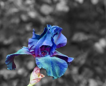 An image of a  black velvet bearded iris using a shallow depth of field の写真素材