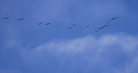 A gaggle of Canadian Geese who have been migrating south over Beaverdam reservoir in Gloucester...