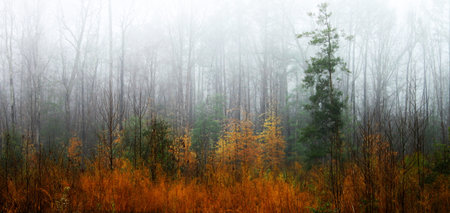 A low laying fog coming in and setting down through the woods after a freshly fallen rainの写真素材