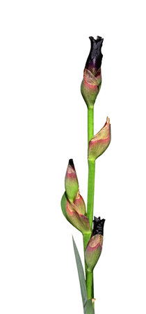 A young newly budding black velvet Iris flower isolated on whiteの写真素材