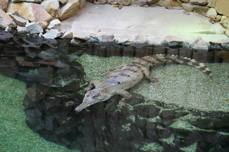 Slender- Snouted Crocodile - Mecistops cataphractus at the Zooの写真素材