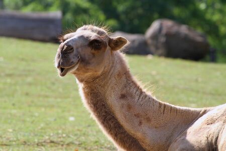 Bactrian Camel Poses for the Cameraの写真素材