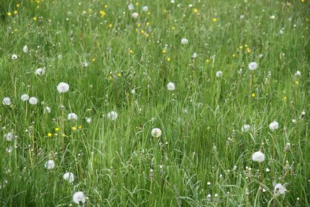 Beautiful Summer Meadow with Fluffy Dandelionsの写真素材