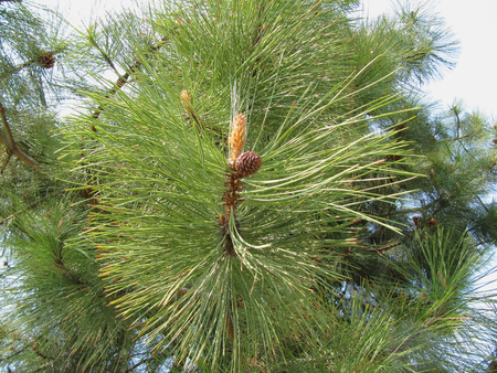Pine Tree with Needles and Coneの写真素材