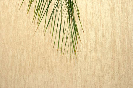 Palm tree leaf and wall as a nice background.の写真素材