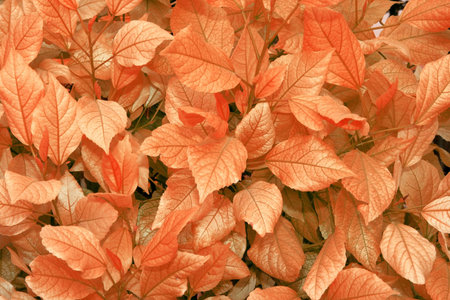 Autumn red leaves as a nice background.の写真素材