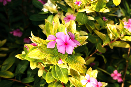 Nice small pink flowers in the garden.の写真素材