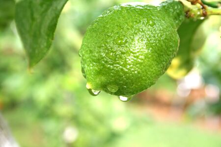 Lemon fruit with rain drops on the tree.の写真素材