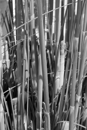 Long green and yellow reed stems in the garden.の写真素材