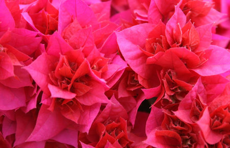 Beautiful red tropical flowers.の写真素材