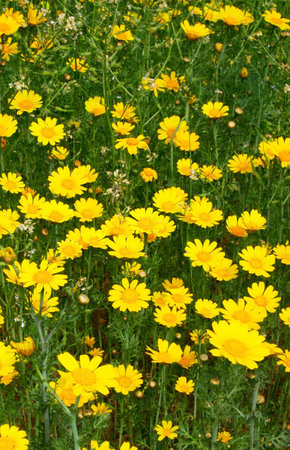 Yellow daisies in the field.の写真素材