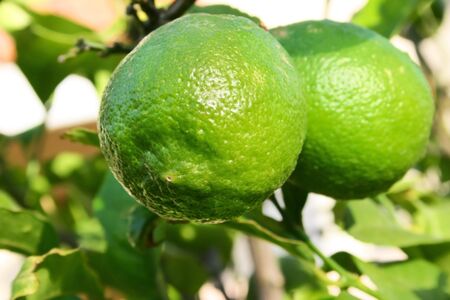 Green lemons on the tree.の写真素材