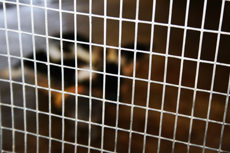 View through metallic old net.