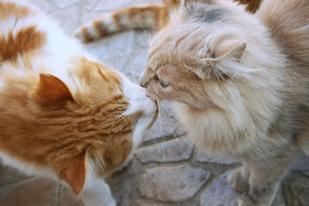 Kissing red and tawny cats.