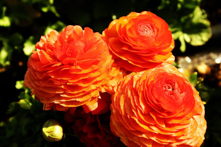 Red flowers for greeting card.