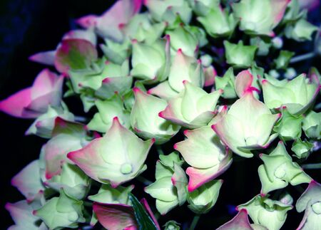 Beautiful tropical flowers on black background.の写真素材