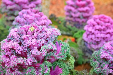 Decorative ornamental cabbage pink flower.の写真素材