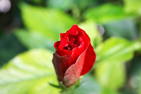 Red hibiscus flower bud horizontal picture.の写真素材