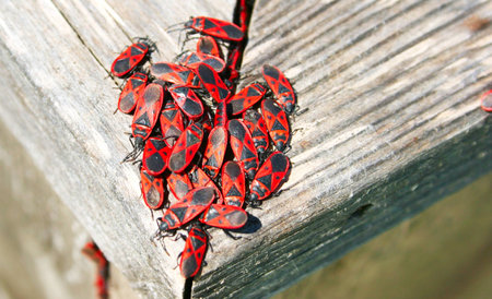 Red and black beatles on wood.