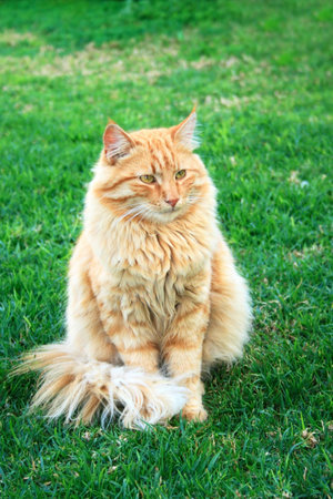 Red cat on green grass.の写真素材