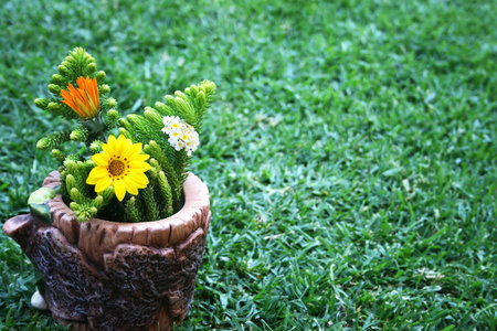 Yellow and orange daisies,white lantana flowers in vase on green grass.の写真素材
