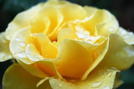 Yellow rose with drops close up picture.の写真素材