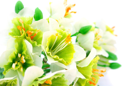 Flowers isolated on white background.の写真素材