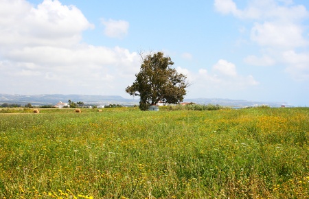 Alone tree in Cyprus field.の写真素材