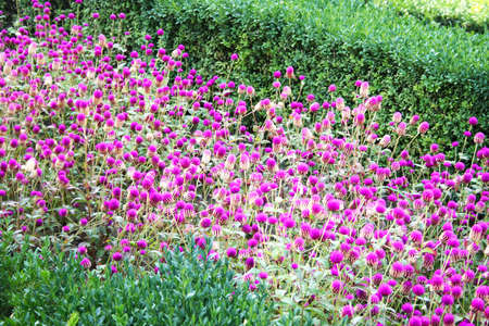 Pink flowers in the garden.の写真素材