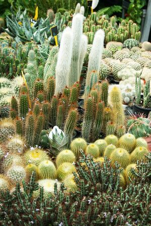 Plantation house with different cactuses in Cyprus.の写真素材
