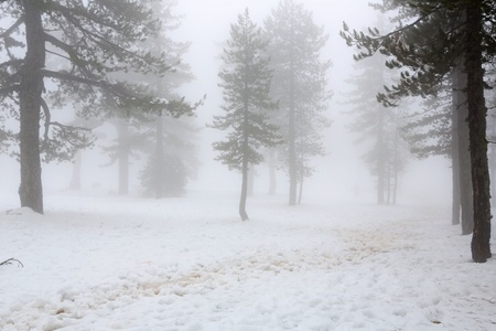 Winter foggy day in mountain Troodos in Cyprus.の写真素材
