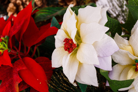 Holly berry red and white flowers closeup image.の写真素材