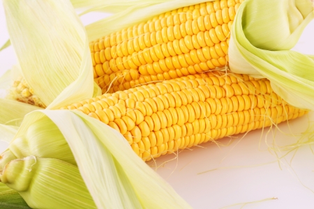 Corn cobs isolated on gray background.の写真素材
