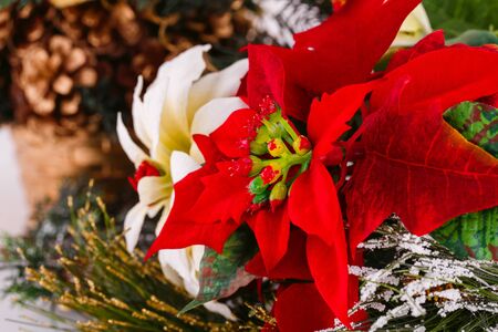 Holly berry red and white flowers closeup image.の写真素材