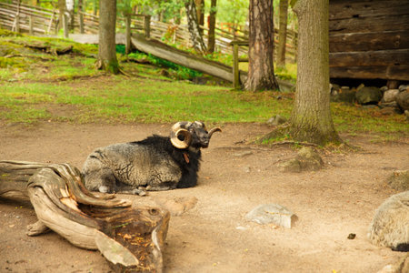 Traditional old farm at Skansen park, the first open-air museum and zoo, located on the island Djurgarden.の写真素材