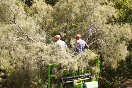 Two gardeners on lifting car platform, trimming the tree.