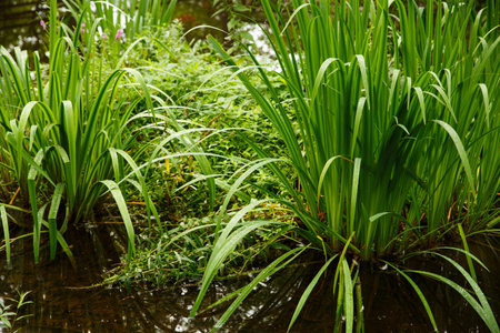 Plants in pond, rural place.の写真素材