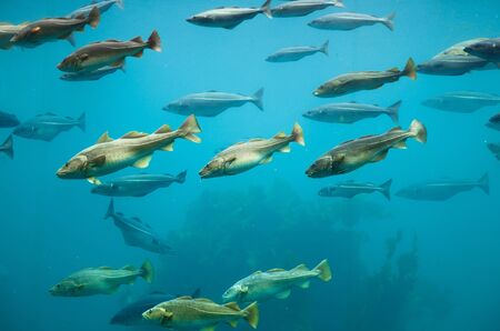 Fishes in dark deep blue water of aquarium.の写真素材