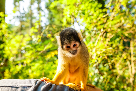 Squirrel monkey (Saimiri boliviensis) sitting on the man's hand.の写真素材