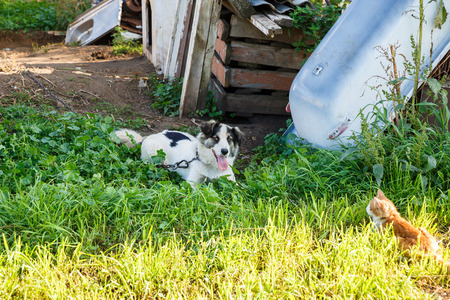 Mongrel dog on chain and cat in the village.の写真素材