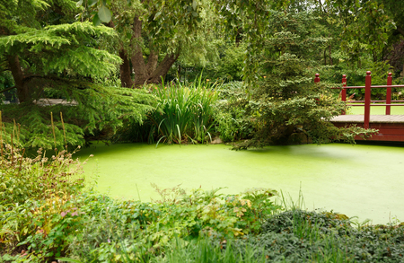 Japanese garden with pond, bridge and trees.の写真素材