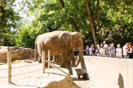 Hamburg, Germany - June 5, 2016 - Elephant feeding time in the Hagenbeck zoo.のeditorial素材