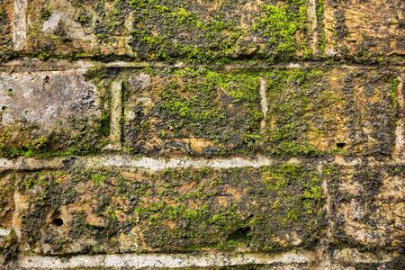 The texture of the old bricks wall with plants as a background.の写真素材