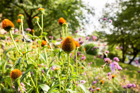 Echinacea purpurea flowers without petals in the garden in bright sunny day.の写真素材