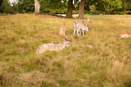 Group of red spotted deers in Richmond park, London.の写真素材
