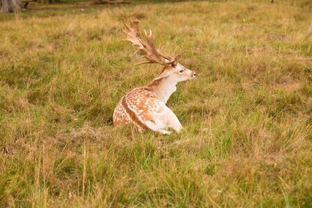 Alone red deer sitting in Richmond park, London.の写真素材