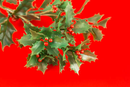 Christmas holly berry branch on red background.の写真素材